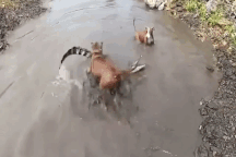 Chó Pitbull đại chiến "nảy lửa" với cá sấu và cái kết đầy kịch tính