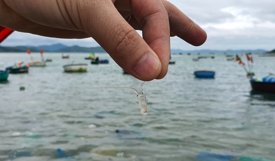 Độc đáo nghề săn tôm hùm giống hốt bạc triệu - 9 Độc đáo nghề săn tôm hùm giống hốt bạc triệu - 9