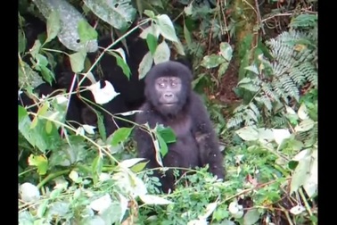 Bật cười trước khoảnh khắc khỉ đột con vỗ ngực thể hiện sức mạnh