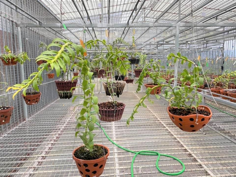 Dân ồ ạt cắm nhà đất, tài sản để đầu tư lan đột biến chục tỷ - 3 Dân ồ ạt cắm nhà đất, tài sản để đầu tư lan đột biến chục tỷ - 3