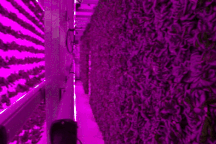 Hai cha con cải tạo container thành nông trại sản xuất 4000 cây rau tuần