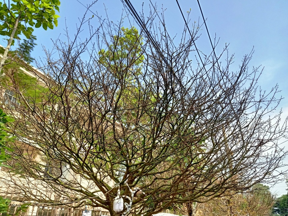 Hoa mắt với cây mai có tán rộng hơn căn nhà 6m, giá 1 tỷ đồng - 7 Hoa mắt với cây mai có tán rộng hơn căn nhà 6m, giá 1 tỷ đồng - 7