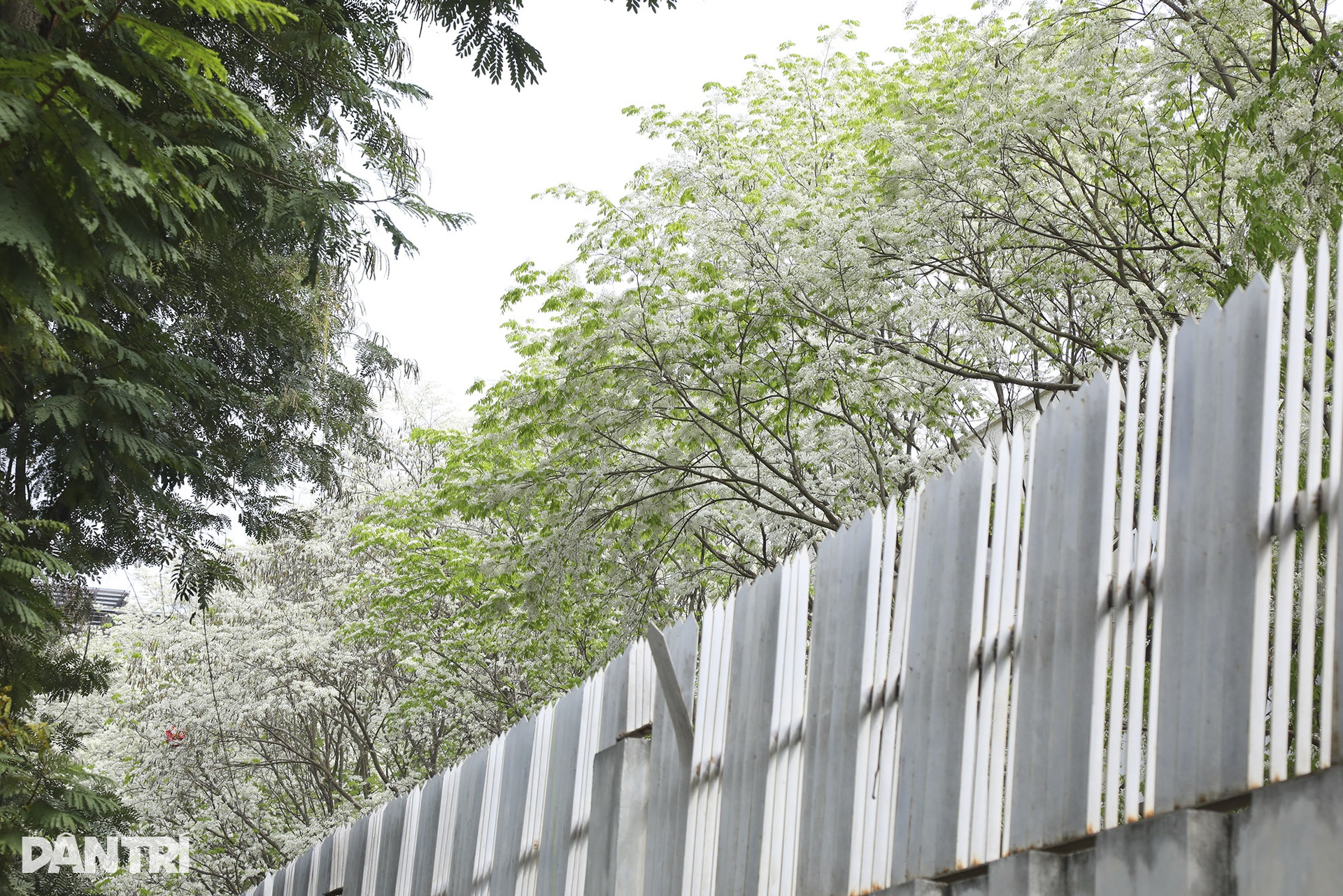 Hoa sưa nở trắng nhiều tuyến phố Hà Nội - 2 Hoa sưa nở trắng nhiều tuyến phố Hà Nội - 2