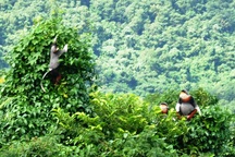 Bất ngờ phát hiện 3 đàn voọc chà vá chân nâu quý hiếm