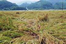 Hơn 10.000 hecta lúa gần thu hoạch đổ rạp do mưa lớn