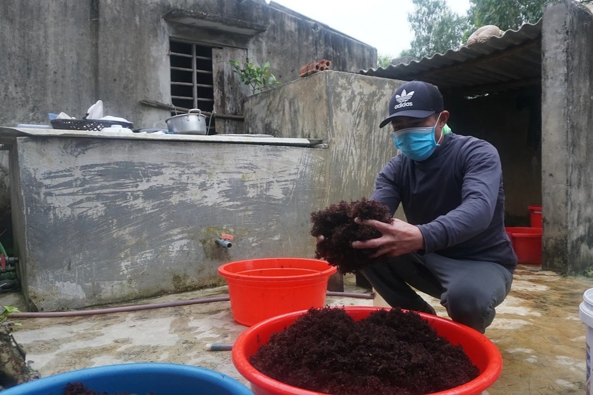 Hái lộc biển trên ghềnh đá, thu tiền triệu mỗi ngày - 5 Hái lộc biển trên ghềnh đá, thu tiền triệu mỗi ngày - 5