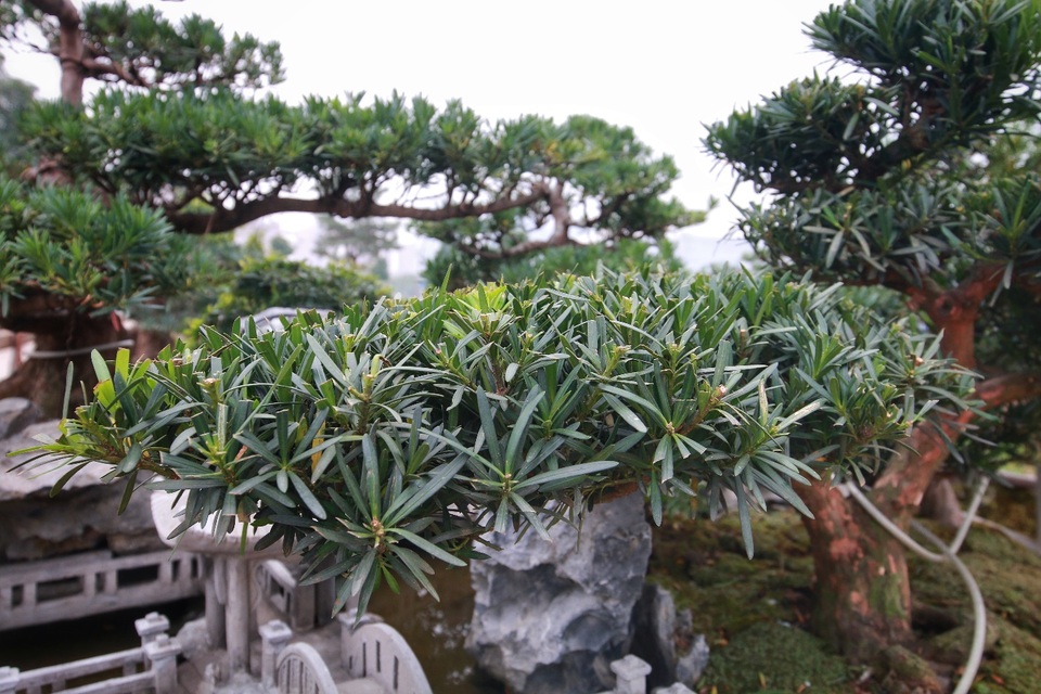 Chiêm ngưỡng “Đồi Tùng La Hán” thiết kế bắt mắt độc nhất vô nhị - 8 Chiêm ngưỡng “Đồi Tùng La Hán” thiết kế bắt mắt độc nhất vô nhị - 8