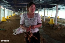 Chủ trại đau xót nhìn 6.000 con gà chết ngạt trong biển nước lũ