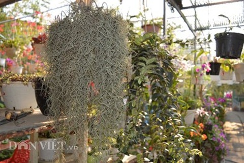 Bỏ bạc triệu mua cây không khí về chơi Tết