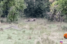 Báo đốm tài tình thoát khỏi vòng cuốn "tử thần" của trăn dữ và cái kết