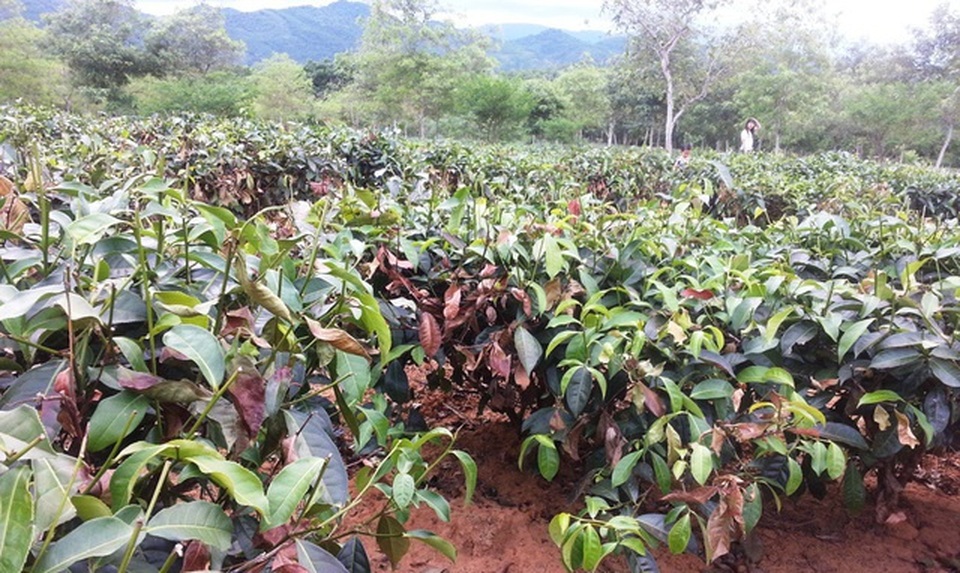 “Mưa vàng cứu hàng vạn hecta cây ăn quả, chè đang lâm nguy - 2 “Mưa vàng cứu hàng vạn hecta cây ăn quả, chè đang lâm nguy - 2