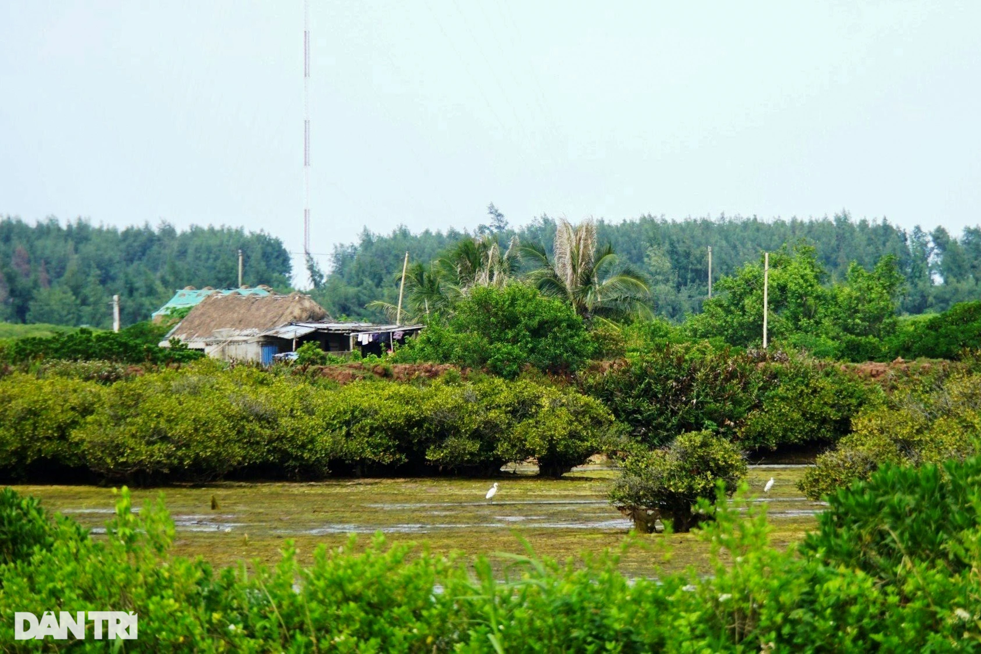 Vụ xóa 11.000ha khu bảo tồn làm đô thị, sân golf: Thái Bình cần minh bạch - 1