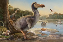 Đây là loài động vật đầu tiên bị con người tận diệt đến tuyệt chủng