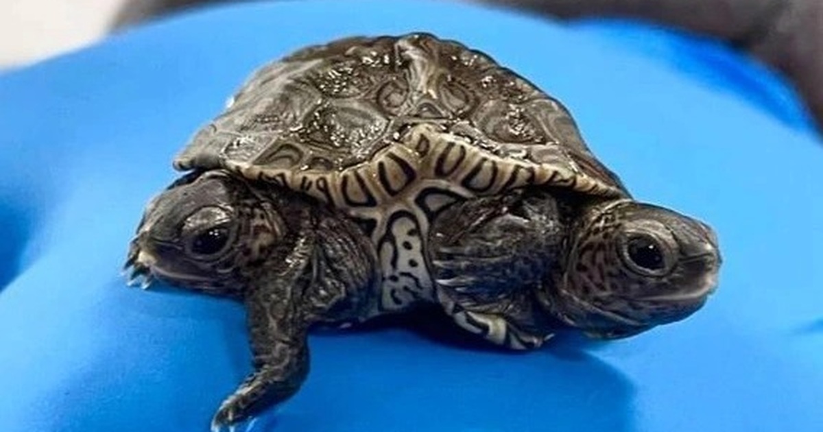 Con rùa kỳ lạ có hai đầu và sáu chân | Báo Dân trí