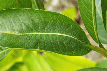 Những hình ảnh cho thấy sự kỳ diệu của tự nhiên