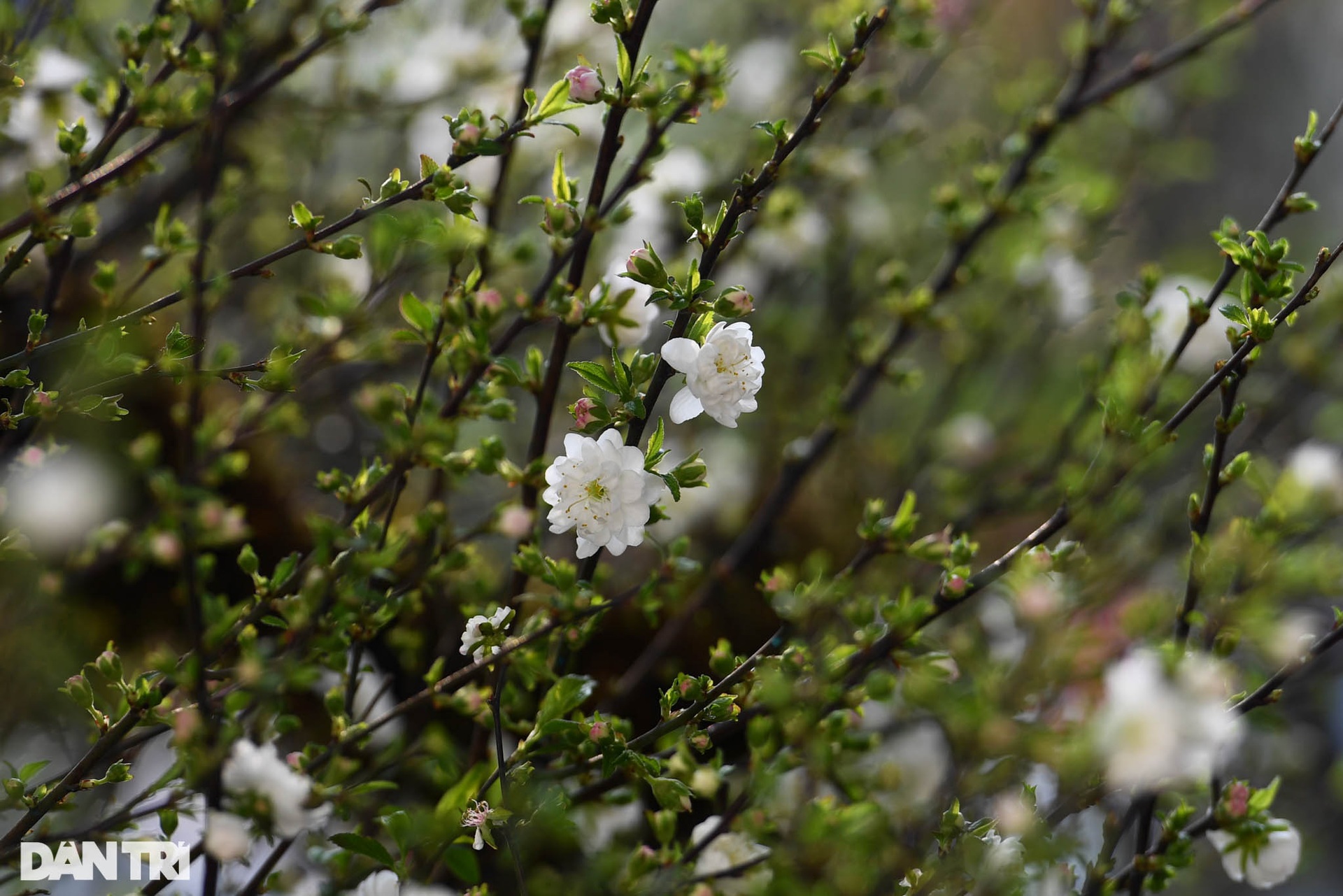 Nhất chi mai 300 triệu đồng bày bán vỉa hè chờ thượng đế rước về chơi Tết - 3