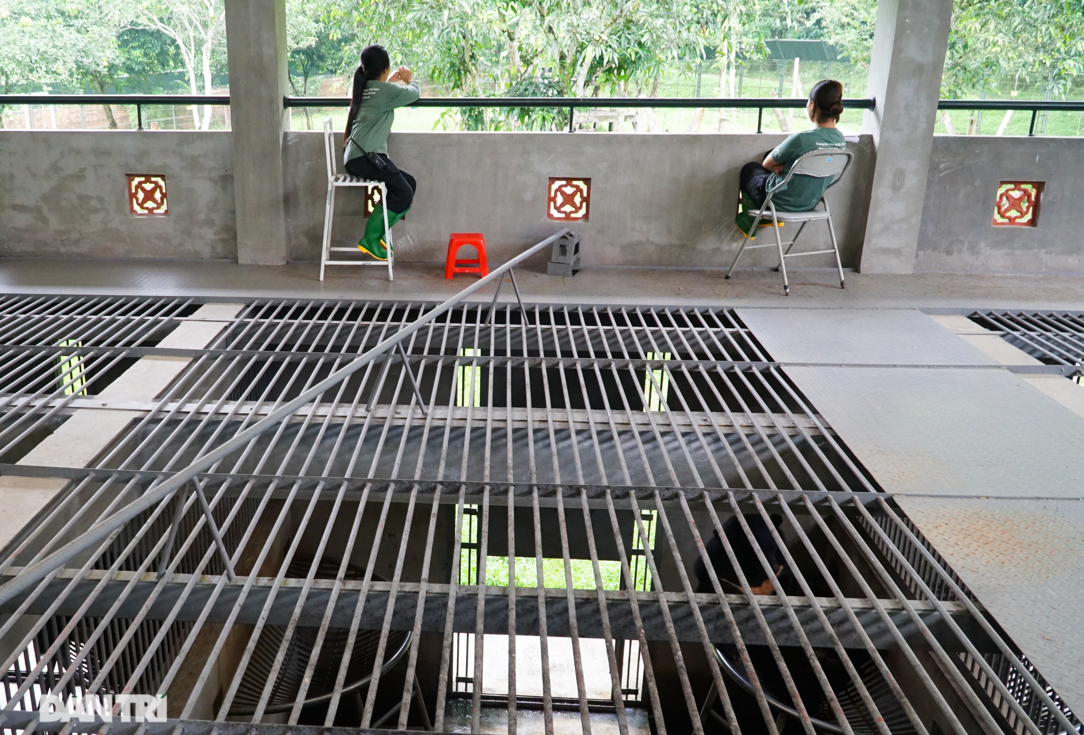 Cuộc sống ít người biết của gần 200 chú gấu tại thung lũng Chắt Dậu - 11 Cuộc sống ít người biết của gần 200 chú gấu tại thung lũng Chắt Dậu - 11