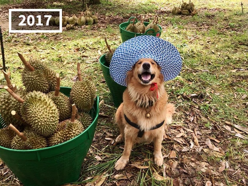 Nụ cười đốn tim của chú chó trở thành thương hiệu của nông trại sầu riêng - 5 Nụ cười đốn tim của chú chó trở thành thương hiệu của nông trại sầu riêng - 5
