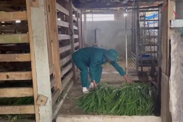 Cỏ voi - Nguồn thức ăn chính của hươu sao