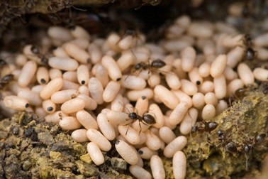 Thưởng thức đặc sản trứng kiến vàng ở Hầm Hô