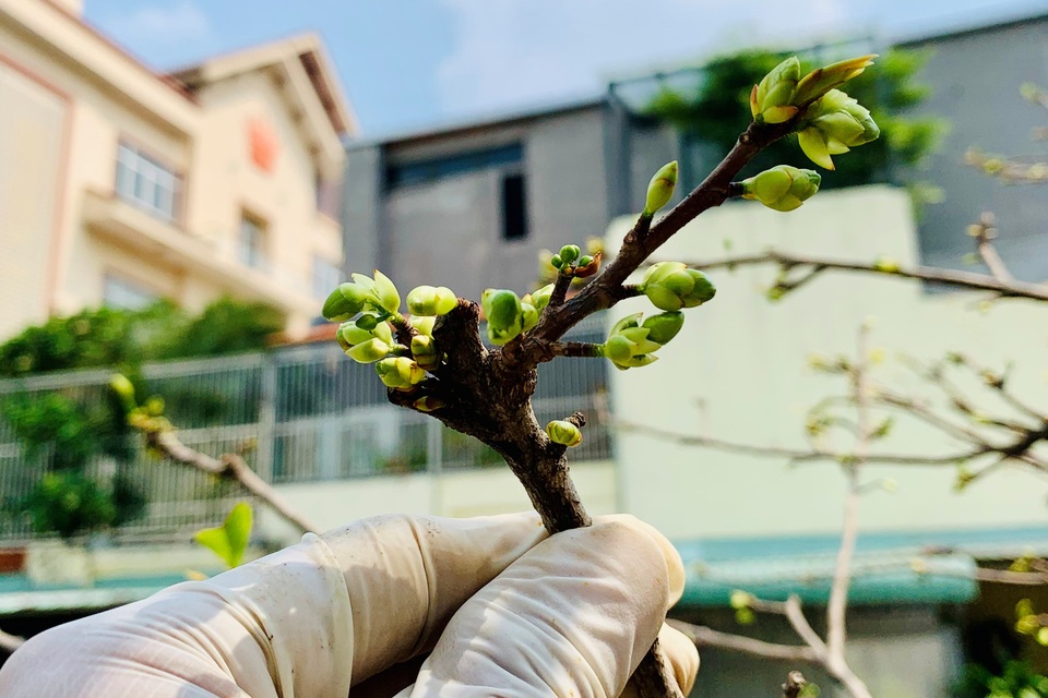 Lão mai trăm tuổi, tán rộng 8m, dân chơi trả giá tiền tỷ vẫn không bán - 8 Lão mai trăm tuổi, tán rộng 8m, dân chơi trả giá tiền tỷ vẫn không bán - 8