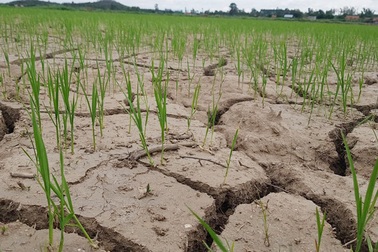 Hạn hán, xâm nhập mặn nguy cơ lan rộng đến Trung Bộ