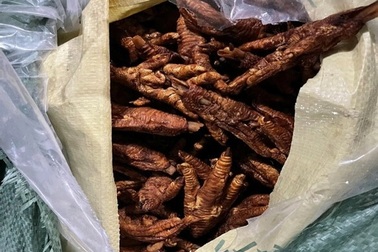 Phát hiện hơn 8,7 tấn chân gà không rõ nguồn gốc ở Quảng Ninh