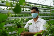 Bỏ 1,5 tỷ đồng trồng loại rau "xưa nhổ vứt đi", 8x Đồng Tháp thu bộn tiền