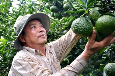 Trồng cam sành trên đất kém hiệu quả… thu tiền tỷ mỗi năm