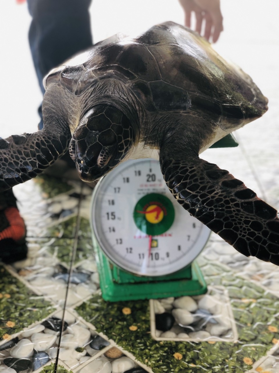 Thả rùa biển quý hiếm nặng 10,5 kg về biển - 2 Thả rùa biển quý hiếm nặng 10,5 kg về biển - 2