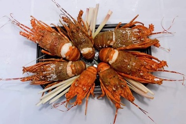 Tôm hùm 28.000 đồng/con, có nên mua về sử dụng?