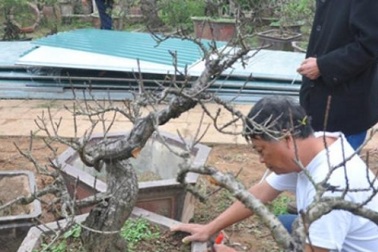 Đào tiến vua chưa ra hoa được đại gia Hà Nội bỏ nghìn đô “mua đứt”
