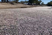 Cá chết phủ trắng sông ở Australia: Nguyên nhân do đâu?