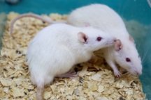 Trung Quốc tranh cãi gay gắt vì nghiên cứu làm "chuột đực đẻ được con"
