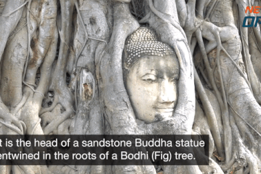 Bí ẩn đầu tượng Phật 700 năm tuổi ẩn mình trong rễ cây cổ thụ