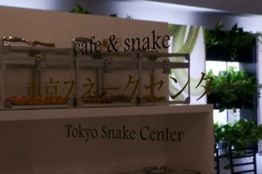 Rợn người xem cảnh vừa uống cafe vừa nghịch rắn