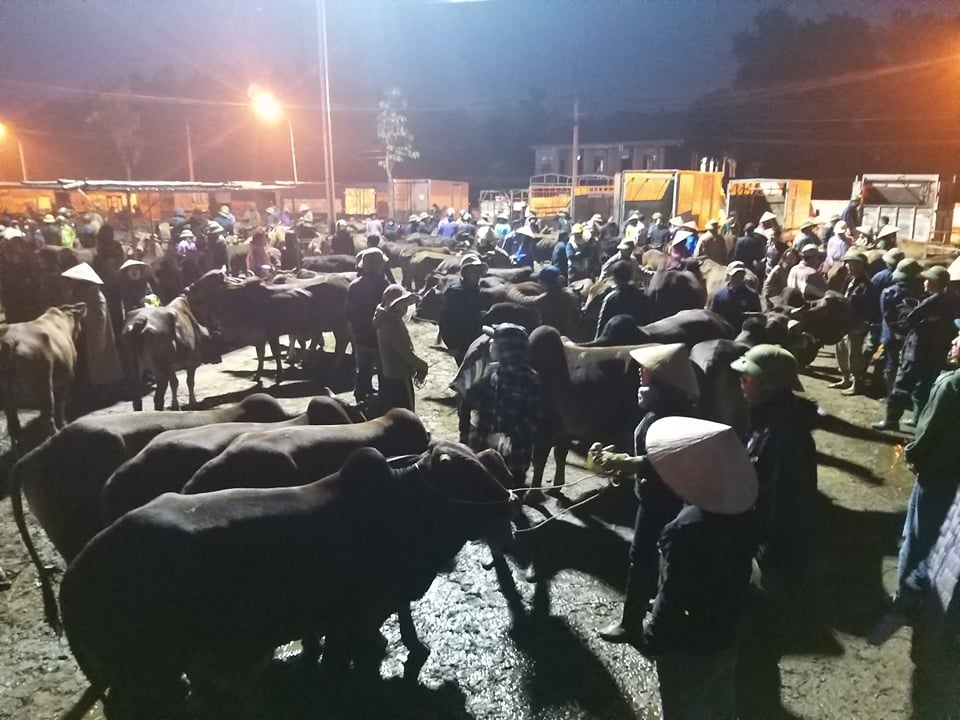 Nhộn nhịp phiên chợ trâu, bò lớn nhất miền Bắc - 3