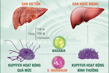 Kiểm soát tế bào “nổi loạn” khiến gan sinh bệnh