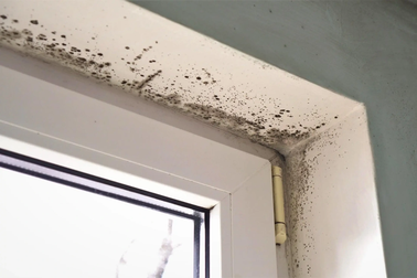 Cảnh giác thứ nguy hiểm có mặt ở khắp nơi khi thời tiết nồm ẩm kéo dài