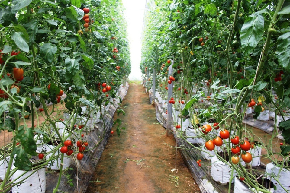 Thu nhập bất ngờ từ giống cà chua có thân dài hàng chục mét - 1 Thu nhập bất ngờ từ giống cà chua có thân dài hàng chục mét - 1