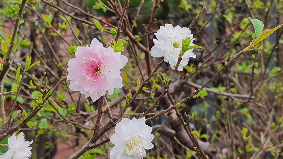 Nhất chi mai to nhiều tiền, dân sành Hà thành mua cây nhỏ để bàn chơi Tết - 2 Nhất chi mai to nhiều tiền, dân sành Hà thành mua cây nhỏ để bàn chơi Tết - 2