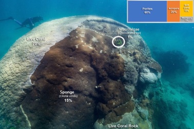 Phát hiện quần thể san hô cổ đại khổng lồ 400 năm tuổi