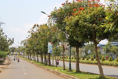 Sẽ thay thế 1.600 cây độc trên quốc lộ 14