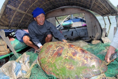 Cận cảnh rùa biển nặng gần 1 tạ "vướng lưới" ngư dân