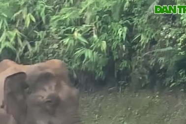 Voi rừng xông vào nhà, vợ tháo chạy giữa đêm kêu dân làng cứu chồng