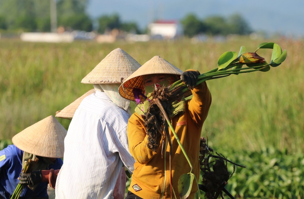 Nông dân thu lợi từ cây kẻ thù của ruộng đồng - 3 Nông dân thu lợi từ cây kẻ thù của ruộng đồng - 3