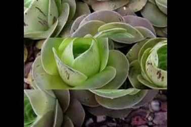 Chiêm ngưỡng vẻ đẹp hút hồn của loài sen có hình dáng như hoa hồng xanh