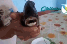 Bắt được loài cá kì lạ có hàm răng giống loài người