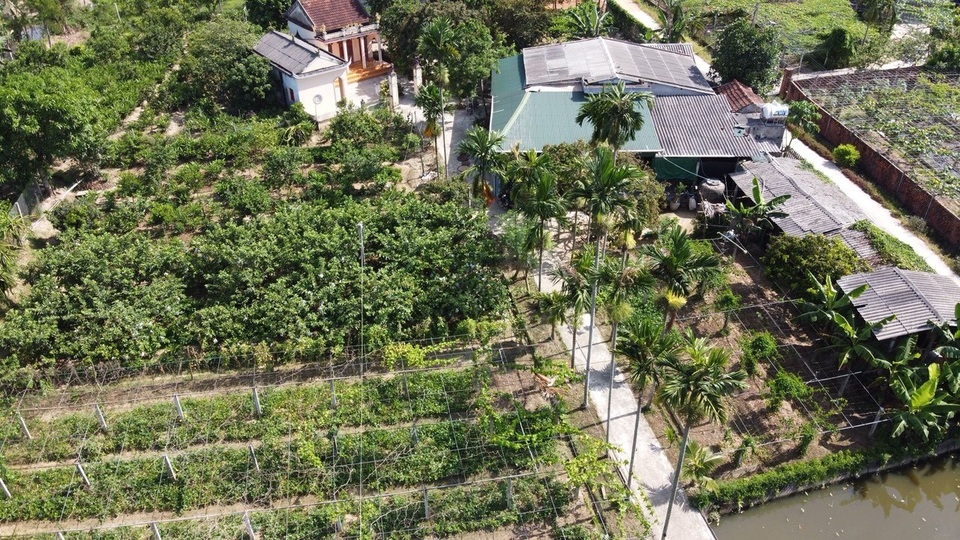 Bắt vườn tạp “đẻ” trăm triệu đồng/năm, thương binh thoát nghèo bền vững - 8 Bắt vườn tạp “đẻ” trăm triệu đồng/năm, thương binh thoát nghèo bền vững - 8