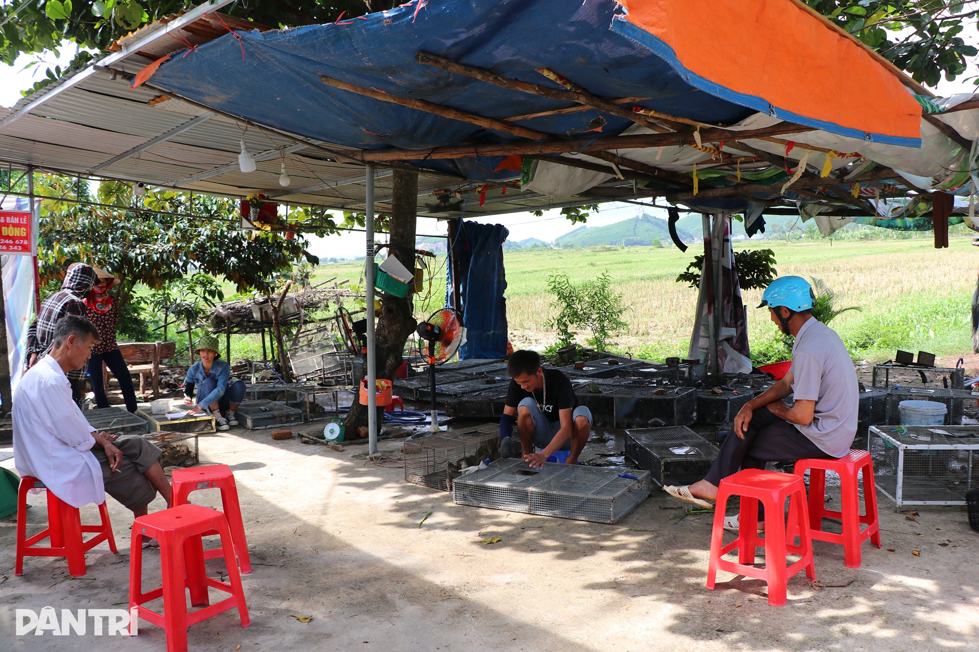 Gom bắt cả lồng chuột nhung nhúc, nông dân kiếm tiền triệu sau một đêm - 1 Gom bắt cả lồng chuột nhung nhúc, nông dân kiếm tiền triệu sau một đêm - 1